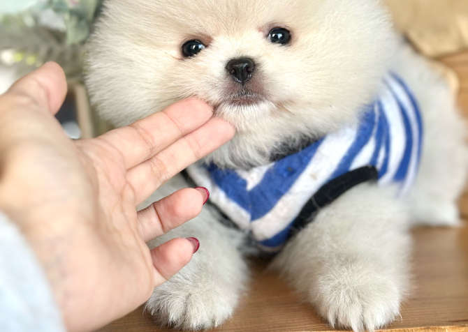 Pomeranian Boo Ayı Surat Yavrularımız